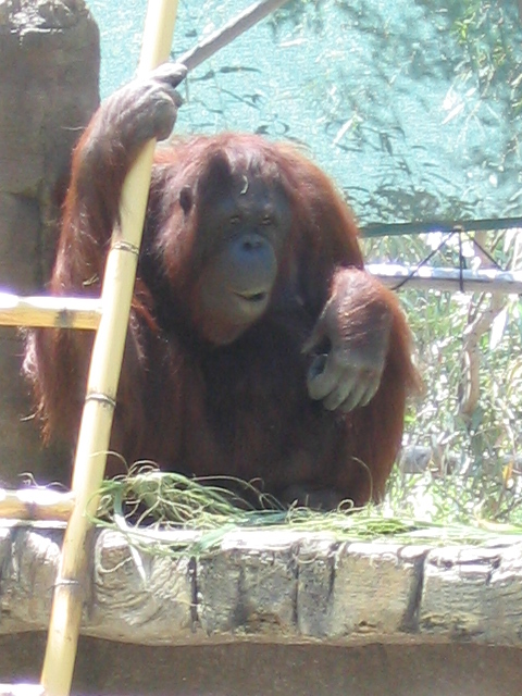 458x617 pixels (186K)